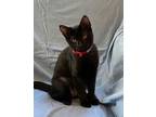 Adopt Java, I'm Gentle! Adopt Me With Daisy! a Bombay, Domestic Short Hair