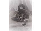 Adopt TAFFY & RINGO ARE A GOOD PAIR a Bengal, Domestic Short Hair