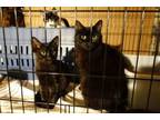 Adopt Sweet Bella! Really Nice! Look At Her Kittens! a Domestic Medium Hair