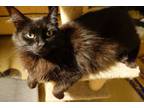 Adopt BELLA Easy Going & Calm a Norwegian Forest Cat, Domestic Long Hair