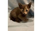 Adopt Spooki Adopt Me With My Sister Boo! a Domestic Short Hair, Bengal