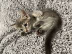 Adopt Boo Adopt Me With My Sister Spooki! a Domestic Short Hair, Bengal