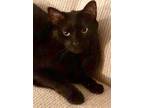 Adopt Reina - Softest Bunny-like Fur a Bombay, Domestic Short Hair