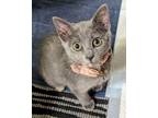 Adopt Twinkle Twinkle Little Star a Domestic Short Hair, American Shorthair