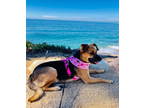 Adopt Panda a German Shepherd Dog, Pug