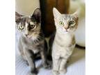 Adopt Bo & Saari - A Bonded Pair a Domestic Short Hair, Bengal