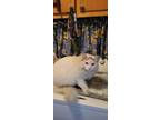 Adopt Nefertiti - Cream Maine Coon Siamese Mix a Siamese, Maine Coon