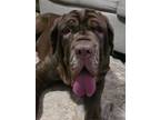 Adopt Clarabelle *NEEDS FOSTER* a Neapolitan Mastiff