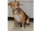 Adopt Spot a Labrador Retriever