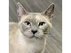 Adopt Marie a Domestic Short Hair, Siamese