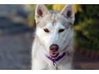 Adopt Terra a Siberian Husky