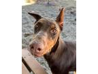 Adopt Gemma a Doberman Pinscher