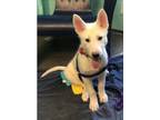 Adopt Rascal a Siberian Husky