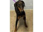 Adopt Delta a Doberman Pinscher