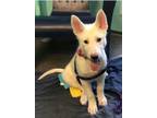 Adopt Princess a Siberian Husky