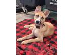 Adopt June Bug a Siberian Husky, Pit Bull Terrier
