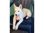 Adopt Diamond a Siberian Husky