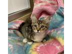 Adopt Boom Boom a Maine Coon, Tabby