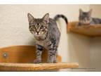 Adopt Bossy a Tabby