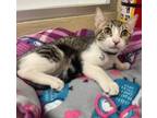 Adopt Game a Tabby