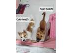 Adopt DEDO a Shiba Inu, Jindo
