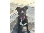 Adopt Neema a Border Collie, Labrador Retriever