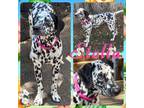 Adopt Stella a Dalmatian