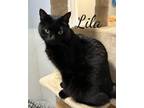 Adopt Lila a Tabby