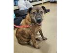 Adopt Lucy a Brindle Terrier (Unknown Type, Medium) dog in South Bend