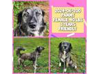 Adopt 2024-06-200 a Australian Shepherd