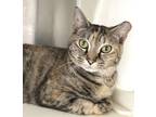 Adopt Farrah a Tabby, Calico