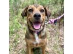Adopt Mini a Australian Shepherd