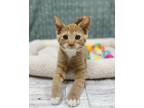 Adopt Julia a Domestic Short Hair