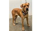 Adopt SADIE a Red/Golden/Orange/Chestnut Labrador Retriever / Mixed dog in