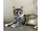 Adopt Biscuits a Domestic Short Hair