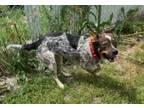 Adopt Summer a Beagle, Australian Shepherd