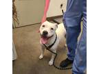 Adopt PENNY a White - with Brown or Chocolate American Pit Bull Terrier / Mixed