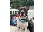 Adopt Emerald a Pit Bull Terrier, Mixed Breed