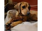 Adopt Lyndy a Mixed Breed