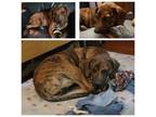 Adopt Lisa a Mixed Breed