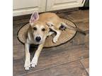 Adopt Sassafras a Shepherd, Cattle Dog