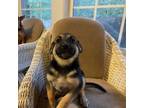 Adopt Sasha a Shepherd, Cattle Dog