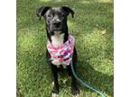 Adopt Poptart 061001N a Labrador Retriever