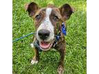 Adopt Hope 050709N a Terrier, Mixed Breed