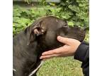 Adopt Billi 24-0467 a American Staffordshire Terrier