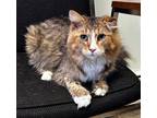 Adopt Porcha a Domestic Long Hair