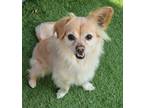 Adopt 160365 a White Pomeranian / Mixed Breed (Medium) / Mixed (short coat) dog