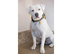 Adopt Faith a White American Staffordshire Terrier / Mixed Breed (Medium) /