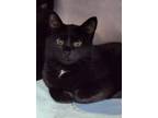 Adopt Eclipse a Exotic Shorthair
