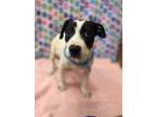 Adopt Delilah a Labrador Retriever, Dalmatian